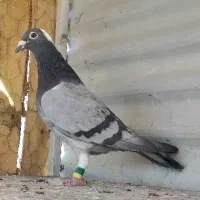 اردن خالص|پرنده|سربیشه, |دیوار