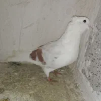 کبوتر شونی|پرنده|معمولان, |دیوار