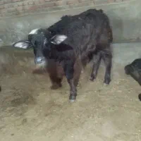 گوساله گاومیش اهوازی از مادر پر شیر