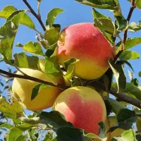 نوینترین نهالهادر نوین نهال آرش