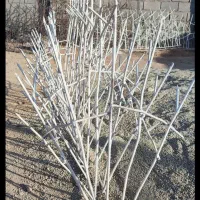 جوشکاری حفاظهای رودیواری|خدمات پیشه و مهارت|مرزن‌آباد, |دیوار