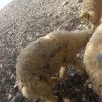 بره نر