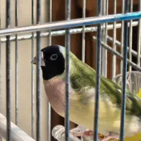 فنچ گلدین نرو و ماده|پرنده|تهران, دروازه شمیران|دیوار