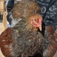 برهما بلو پاتریچ