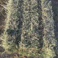 یونجه|لوازم جانبی حیوانات|خرم‌آباد, |دیوار