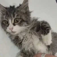 سرپرستی گربه|گربه|پردیس, فاز ۴|دیوار