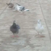کفتر نامه بر