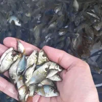 بچه ماهی کپور