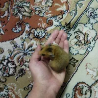 همستر 3 ماهه
