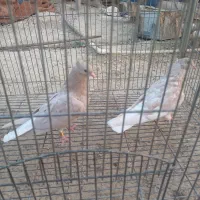 دم سفید|پرنده|مسجد سلیمان, |دیوار