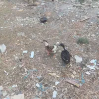 اردک نرو ماده