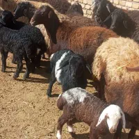 گوسفند داشتی