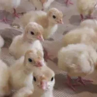 جوجه بوقلمون