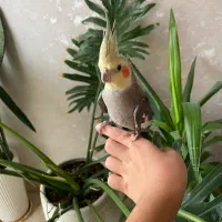 عروس هلندی