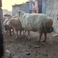 یک عدد میش بزرگ ابستن