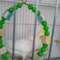 دو عروس هلندی نر و ماده و با یک جوجه یک ماهه|پرنده|مرند, |دیوار