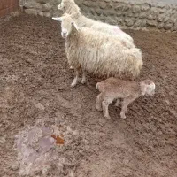 میش بره دار