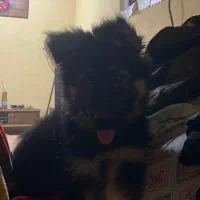 توله ژرمن دو ماه