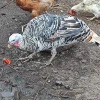 فروش بوقلمون و اردک