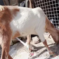 بزچینی معاوضه با گاری