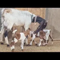 بزپاکستانی اصیل شکم دوم سه قلوزا نسل پرشیروتخمی