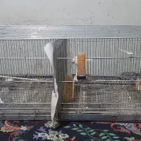پرنده
