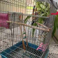 پرنده زینتی|پرنده|زرقان, |دیوار