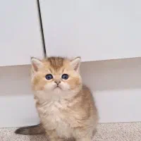 چهار تا عروسک بریتیش طلایی