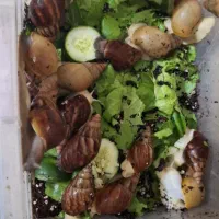 حلزون سفید گوشت و سیاه