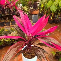 گیاهان خاص و لاکچری آپارتمانی