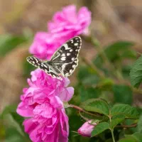 نهال گل محمدی
