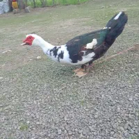 اردک اسرائیلی نر