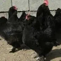تخم نطفه دار مرند ریشی پاپر کاکلی رنگ سیاه