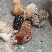 مرغ کوشین