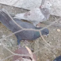 ماده دمگیر غلاغ و نر قلمکار