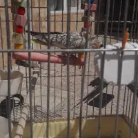 ی دونه عروس هلندی تقریبا ۳ ماه دونخور شده کامل