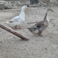 غاز|حیوانات مزرعه|سرپل ذهاب, |دیوار
