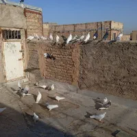 کبوتر