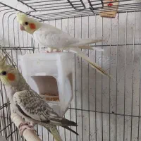عروس هلندی|پرنده|مرودشت, شهرک مهدیه|دیوار