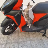 ۶ عدد گربه واگذاری|گربه|اندیشه, اندیشه فاز ۱|دیوار