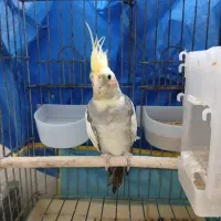 عروس هلندی نر آماده