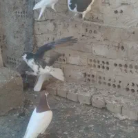 کفتر افشون|پرنده|تربت جام, فاز ۳ فرهنگیان|دیوار