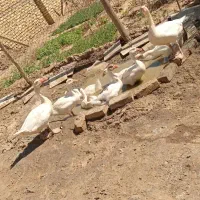 دونه ای ۲ میلیون