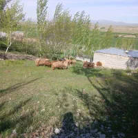 ۹تا نر ۶تا ماده همه بره اوداخ