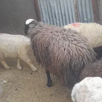 میش گوشتی و بره نر چاق سرک دار