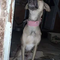 سگ نگهبان نر|سگ|ایرانشهر, |دیوار