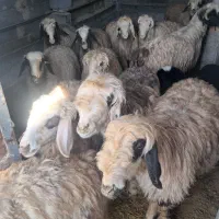 میش داشتی|حیوانات مزرعه|خانمیرزا, |دیوار