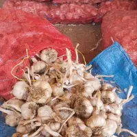 فروش سیر|خوردنی و آشامیدنی|بهار, |دیوار