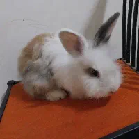 سه تا خرگوش بالغ جرسی و لوپ پشمالو و دستی فقط ۳۰۰|موش و خرگوش|هشتگرد, هشتگرد قدیم|دیوار