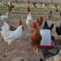مرغ و خروس بومی ارگانیک ۶ ماهه جوان